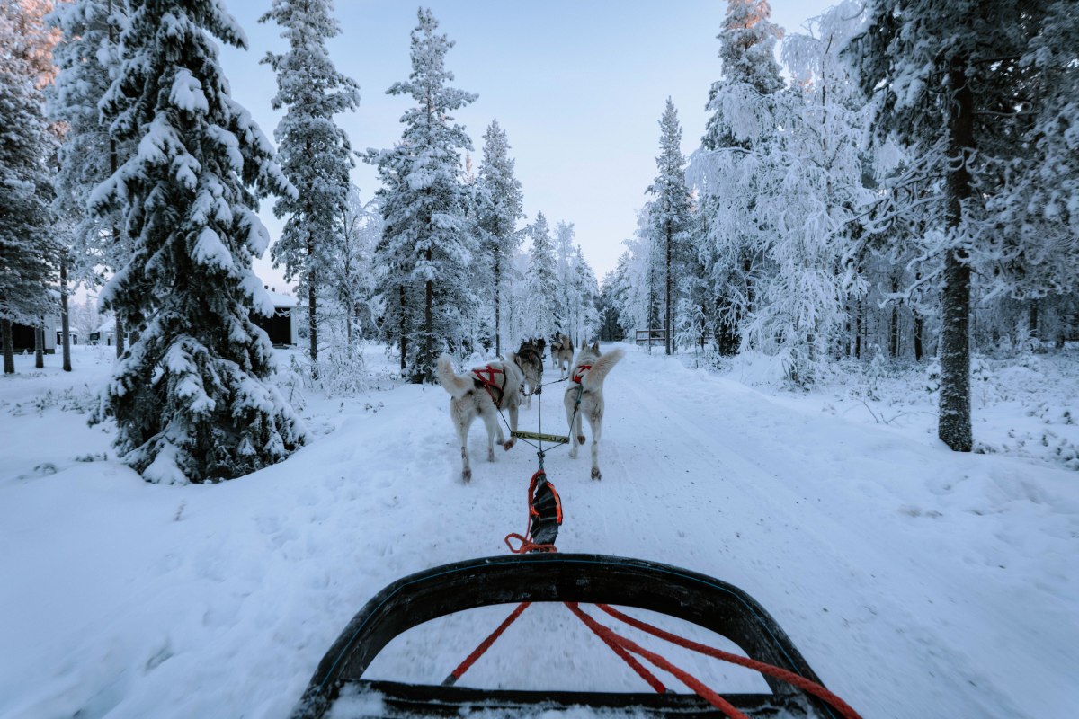 Racing Through Lapland: A Day at Arctic Circle Husky Park&nbsp;(Rovaniemi)